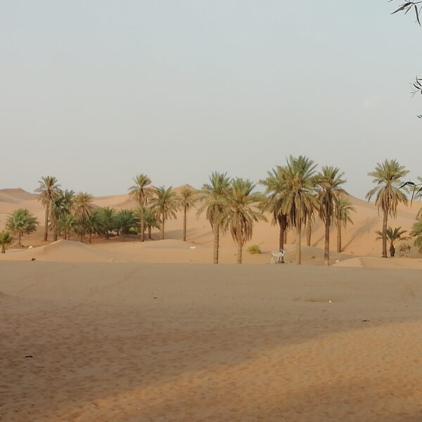 Dunes dans le désert d'Al Ain