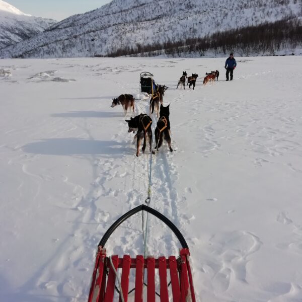 Balade en chien de traineau en Norvège