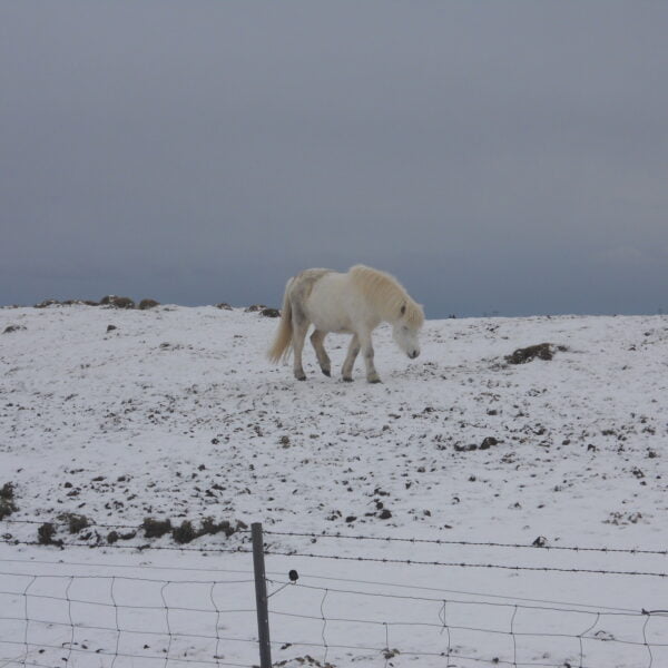 Poney sauvage en Islande