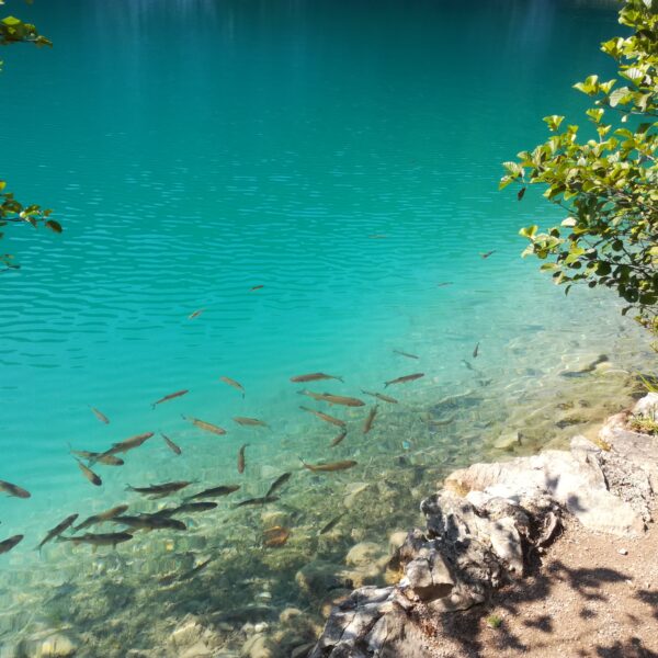 Eaux translucides au parc national de Plitvice, Croatie