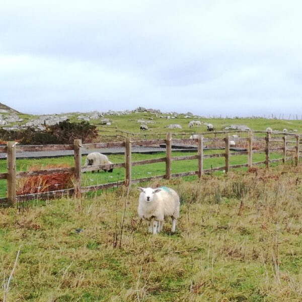 Les moutons de la région des Lacs du Connemara