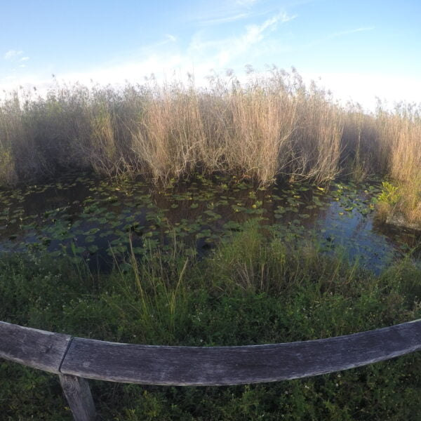 Les Everglades, Floride