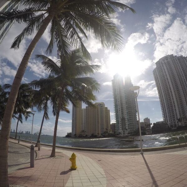 Palmiers, mer et buildings à Miami