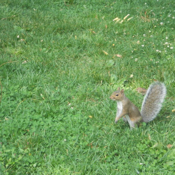 Petit écureuil à Central Park