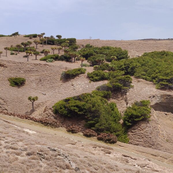 Paysages de la Ponta de São Lourenço