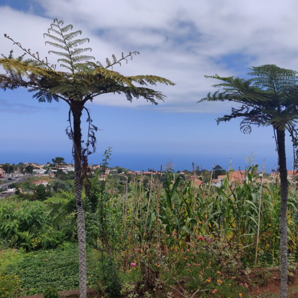 Vue depuis le village de Santana